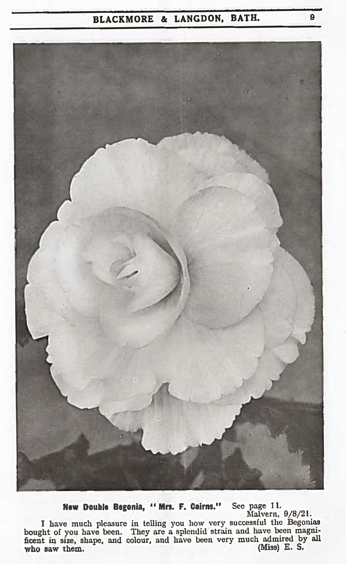 B. ‘Mrs. F. Cairns’